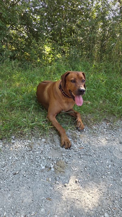 A brown Rhodesian Ridgeback dog is lying on the grass and gravel path, with its tongue hanging out. The dog is wearing a dark collar with a red and black pattern. Sunlight filters through the leaves of a nearby tree, dappling the ground and the dog. The setting appears to be outdoors, likely a park or trail, given the presence of grass, gravel, and dense foliage. The dog's relaxed posture and panting suggest it may have been running or is enjoying the warm weather. The time of day is likely daytime, given the bright sunlight. No visible text is present in the image.
