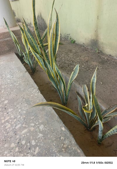 The scene depicts an outdoor ground-level area in Gwammaja, Nigeria. A linear bed of reddish-brown soil, approximately 20-30 cm wide, extends diagonally across the frame. Planted within this bed is a row of approximately ten Sansevieria trifasciata (snake plants), characterized by their upright, sword-shaped, variegated leaves displaying patterns of dark green and yellow. The plants vary in height, with some reaching an estimated 60-70 cm. To the left of the plant bed, a light grey concrete surface, textured with embedded aggregate, forms a border or pathway. In the background, a light green painted wall exhibits visible discoloration and dark moisture stains along its lower section. The ground between the plant bed and the wall is composed of dark, uneven soil with minor, scattered green vegetation. No individuals or animals are present. The environment is illuminated by natural daylight.