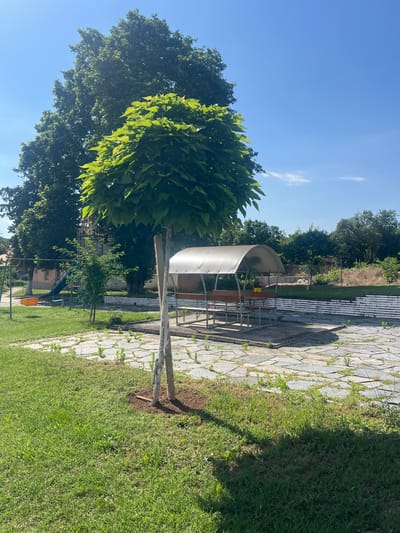 This is a vertical, medium-shot photograph taken on a sunny day in Zelenikovo, Bulgaria. The scene depicts an outdoor recreational area with a playground and a covered seating area. In the foreground, a young tree with lush green leaves is staked to the ground. The ground is a mixture of green grass and a stone-paved area with some weeds growing through the cracks.
Behind the young tree, a covered structure with a semi-circular metallic roof and metal supports is visible. Inside, there are wooden benches and tables. To the left of the covered seating area, there is a playground with swings and a yellow bucket. Further back, there are large trees and a building. The sky is clear blue with a few wispy clouds. The overall impression is that of a quiet, functional public space.