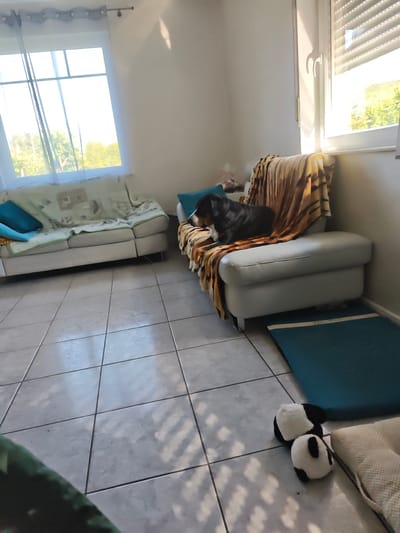 This media file captures an indoor scene, likely a living room in Barntrup, Germany, bathed in natural light. Two couches are visible: a larger, lighter-colored one covered with a patterned throw and two blue pillows on the left, and a smaller, lighter-colored one on the right. A Bernese Mountain Dog is resting on the right couch, draped with a tiger-striped blanket and a teal cushion. On the floor in front of the right couch, a teal mat and two panda-shaped slippers are present, alongside a textured cushion. Sunlight streams through a window on the right, illuminating the room and casting dappled shadows on the tiled floor. The presence of blinds on the window suggests it's daytime, likely morning or afternoon, with clear weather outside. The scene evokes a sense of domestic tranquility and relaxation. There is no visible text in the image.