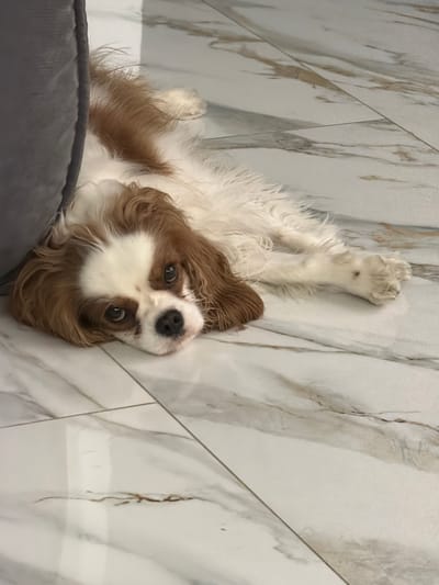 A Cavalier King Charles Spaniel lies on its back on a gray dog bed placed on a marble-tiled floor. The dog is positioned upside down, with its brown and white fur visible. Its head is tilted, facing the camera with wide, dark eyes. The background consists of white marble tiles with gray veining. The location is Молодёжный, Russia.