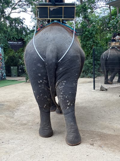 The image depicts the rear view of an elephant, facing away from the camera, with a saddle-like structure mounted on its back. The elephant is walking on a dirt and gravel path. The saddle appears to be made of dark material with some metal supports and colorful straps. A white tube or hose is draped over the elephant's hindquarters and legs, possibly for water or some other purpose. The elephant's skin is dark gray with some lighter, circular markings. Its legs are thick and sturdy, and its feet are rounded.
In the background, there is lush green foliage and trees, suggesting an outdoor setting. To the left of the elephant, a sign with text is visible, which appears to be in Thai. A portion of the text "MONGKHANG CAFE" is legible in English on another sign further down. To the right, a black metal fence encloses another area, and a glimpse of another elephant's legs can be seen behind it. The lighting suggests it is daytime, possibly overcast, as there are no strong shadows. The overall scene appears to be a tourist attraction or an elephant sanctuary in Nong Prue, Thailand, where elephant rides or interactions are offered. There are no people prominently visible in the frame, focusing instead on the elephant and its immediate surroundings.