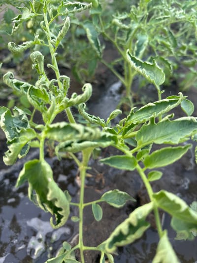 This media file is a close-up, high-angle shot of a tomato plant. The plant's leaves are curled and distorted, with some exhibiting a variegation of light and dark green, and others showing signs of stress. The background is out of focus, showing dark, wet soil. The scene appears to be outdoors, likely in a garden or agricultural setting. The lighting suggests it could be daytime, but the specific time is not discernible. There is no visible text in the image. The overall impression is of a plant experiencing some form of distress or damage, possibly due to environmental factors or disease. The location context provided is Tobyl, Kazakhstan, which might suggest the plant is growing in a region with specific climate conditions.