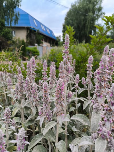 The image depicts a garden scene with prominent flowering plants in the foreground. These plants have tall, fuzzy stalks topped with small, pink and purple blossoms. The leaves are also covered in a soft, silvery fuzz. In the background, a house with a bright blue, slanted roof and several dormer windows is visible. Green foliage and trees surround the house and garden. The sky is overcast. The scene is located in Uzunovo, Russia, a rural setting as indicated by the presence of a house with a garden and the overall natural environment. There are no people or animals visible in the image, and no discernible actions are taking place. The overall impression is one of a well-maintained residential garden on a cloudy day.