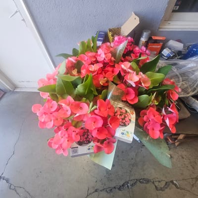 The image displays a close-up, top-down view of a bouquet of vibrant pink and red flowers, identified by the visible text as "Euphorbia milli Tiara," likely a variety of Crown of Thorns. The flowers are clustered together with lush green leaves. Partially visible behind the bouquet are various objects, including a silver spray can labeled "DUP," an orange box with "FARE" printed on it, and other packaging materials suggesting a retail or storage environment. The background consists of a textured grey wall and a cracked concrete surface, possibly a driveway or outdoor floor. The lighting suggests daytime. The overall scene appears to be a casual arrangement of flowers and related items, possibly before or after being planted or displayed. The visible text also includes "GREEN SCORE" and a QR code, indicating a product with an environmental rating. The setting is identified as Mas Aliu, Spain. No people are visible in the image.