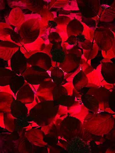 This media file is a close-up, overhead shot of hydrangea leaves illuminated by a vibrant red light. The leaves, which appear to be autumn foliage given their rich red and darker, almost black, tones, are densely packed and overlap each other. Their serrated edges are clearly visible, as are the intricate vein patterns on their surfaces. Several small, dark green, underdeveloped hydrangea flower heads are interspersed among the leaves, appearing almost black against the red glow. The background is a dark, indistinct mass, suggesting the plants are in a shaded area or the lighting is primarily focused on the foliage. The intense red light creates dramatic contrasts between brightly lit areas and deep shadows, giving the scene an almost otherworldly or artificial feel. There are no people, visible text, or specific environmental cues like time of day or weather. The overall impression is one of intense color and texture, with the natural form of the leaves and flowers taking center stage under the striking artificial illumination. The location context of Dachnoye, Russia, does not provide further specific details about the scene itself, other than a potential geographical setting for the plants.