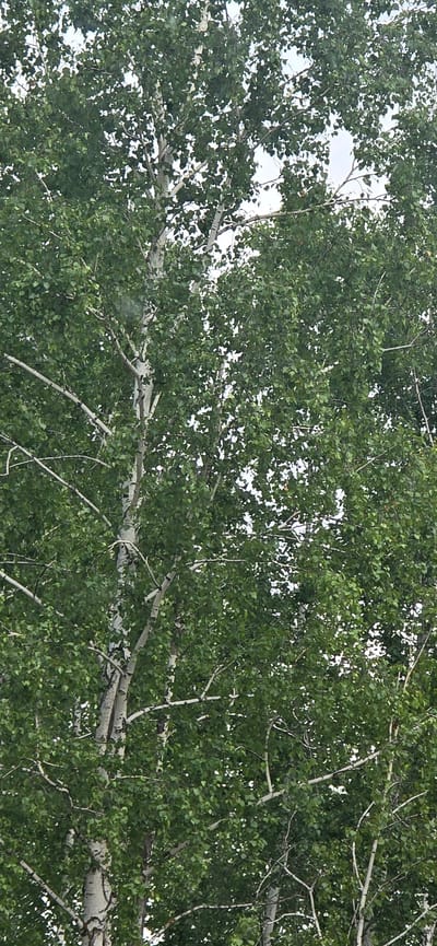 The image shows a close-up view of a birch tree with a dense canopy of green leaves. The bark of the tree is white with dark markings. The branches are intricate and spread out, creating a layered effect. The background consists of a bright, overcast sky. The scene is likely outdoors in a natural setting within the city of Bugulma, Russia. There are no people or specific objects visible beyond the tree itself. The focus is on the texture and form of the birch tree.