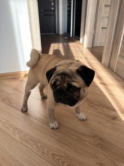 The image shows a pug sitting on a wooden floor. The pug is light brown with a black face and ears. It is looking towards the camera with its head tilted slightly. The floor is made of light-colored wood planks with visible grain. Sunlight is streaming in from the left, casting diagonal shadows across the floor and the pug. In the background, to the left, is a wooden cabinet with some drawers or compartments. The overall scene is indoors, likely a home, given the furniture and flooring. The lighting suggests it is daytime, possibly late morning or afternoon, as the sun is casting strong shadows. There is no visible text in the image.