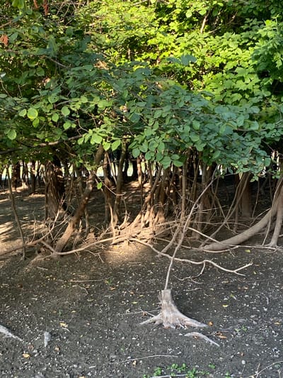 The image shows a close-up view of vegetation and the ground, oriented vertically. On the left side, lush green foliage of trees and bushes fills much of the frame. The leaves are vibrant, and sunlight filters through them, creating bright highlights and shadows. Interspersed with the leaves are the bare, gnarled branches of trees. These branches extend from the foliage and reach towards the right side of the image, becoming more prominent as the greenery thins.

The right side of the image transitions to a dark, uneven ground surface, possibly soil or mud, with scattered small stones and fallen leaves. A prominent, weathered tree stump with several jagged root-like protrusions is visible in the lower right quadrant, emerging from the ground. The overall scene suggests an outdoor setting, possibly near a body of water or a damp area, given the dark, loamy soil and the presence of exposed roots. The lighting suggests it is daytime, with sunlight casting distinct shadows. No people, text, or specific events are depicted. The location context provided is Rassvet, Kyrgyzstan.