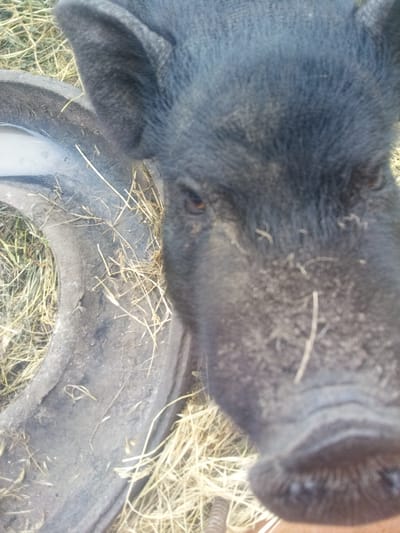 A black pig is captured in a close-up, high-angle view, occupying the right side of the frame in Zelenyi Hai, Ukraine. The pig's dark fur shows traces of light-colored dirt, particularly on its snout. Its dark eyes are directed towards the viewer. To the pig's left, a dark, heavy-duty tire segment, likely repurposed, serves as a container, holding a small quantity of light-colored liquid. The ground surface around the pig and tire is covered with dry, light-toned hay and sparse vegetation.