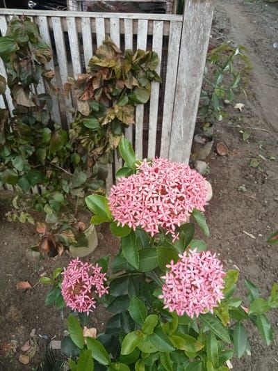 A vibrant pink Ixora plant commands attention with its clustered blooms against glossy green foliage. In the background, a weathered white picket fence and lush greenery provide a natural backdrop. Bare soil surrounds the plant, contrasting with its lively hues. A stone or small rock is nestled near the largest flower cluster. The scene evokes a sense of natural beauty and tranquility.