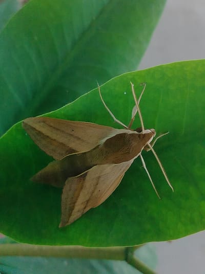 A close-up, overhead shot captures a moth resting on a vibrant green leaf. The moth is predominantly brown with lighter tan markings on its wings, which are folded. Its antennae are long and slender, extending outwards. The leaf is smooth with visible veins and appears to be part of a larger plant. The background is softly blurred, with varying shades of green and hints of gray, suggesting an outdoor environment. The scene is devoid of any human presence and does not provide any specific information that would allow for localization within the city of Көлкент, Kazakhstan, or any other specific geographical area.