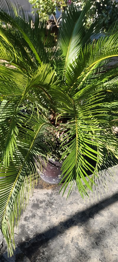The image shows a close-up view of a potted sago palm plant, likely outdoors, given the presence of sunlight and shadows. The plant has lush, green fronds that are characteristic of this species. The pot itself appears to be dark-colored and is resting on a textured gray surface, possibly concrete or stone paving. The background is blurred but suggests a natural outdoor environment with hints of greenery and possibly other plants. The sunlight casts distinct shadows of the fronds onto the ground, indicating it is daytime. The location is identified as Namangan City, Uzbekistan. No people are visible in the image.