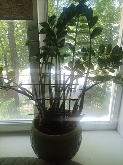 A potted ZZ plant is positioned on a windowsill with a view of trees and foliage outside. The plant is supported by metal stakes and plastic wrap. The windowsill is white, and there is a horizontal blind above the window. The overall lighting suggests a daytime scene. The scene is not located in the city of Zhytomyr, Ukraine.