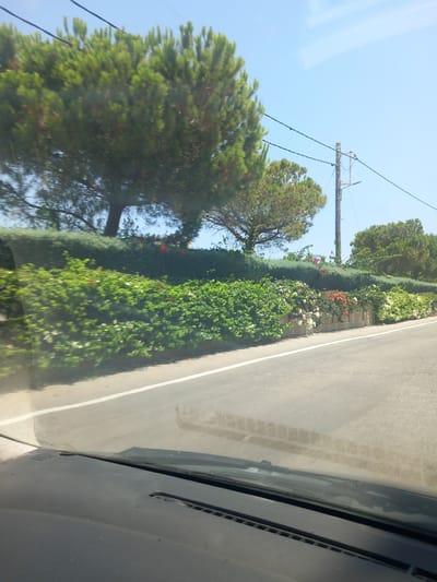 The image, taken from a car's perspective, shows a roadside scene with lush greenery under a clear blue sky. Tall pine trees dominate the left and right sides of the frame, with dense, green bushes and flowering plants lining a low wall along the road. The road itself is paved and features a white line marking its edge. In the background, a utility pole with wires is visible. The foreground shows the dashboard of the car. The scene appears to be in Μεσαριά, Greece, a location known for its natural beauty and coastal roads. There are no people or animals visible in the image.