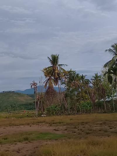 The image depicts an outdoor scene in Meunasah Teungoh, Indonesia, under an overcast sky. In the foreground, a field of dry grass and dirt stretches across the lower portion of the frame. The midground is dominated by a dense cluster of palm trees, some of which appear dry and dead, while others are lush and green. A few banana plants are also visible amongst the palm trees. In the background, rolling hills covered in green vegetation are seen, with a tall, slender tower structure on the crest of one of the hills. A small, open-sided shelter with a thatched roof is situated in the far left of the midground, and a bright red object, possibly a flag or marker, is visible near the shelter. The overall impression is of a rural, tropical landscape.