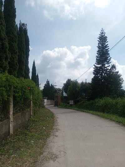 The image depicts an unpopulated, curving paved road or pathway in Đăk Pxi, Vietnam, under a partly cloudy sky. The road recedes into the distance, bending slightly to the right. On the left, a concrete fence, approximately waist-high, is covered with dense green climbing foliage interspersed with small orange flowers. Behind this fence, a row of tall, slender, dark green coniferous trees ascends vertically. The immediate right side of the road features overgrown grass and weeds. Further right, a mix of green bushes and trees partially obscures background structures. A prominent, very tall, slender conifer tree stands on the right side. A small, white rectangular sign with dark text, partially obscured, is visible amidst the vegetation on the right. Utility lines are visible spanning across the upper right portion of the sky. No individuals or active subjects are present.