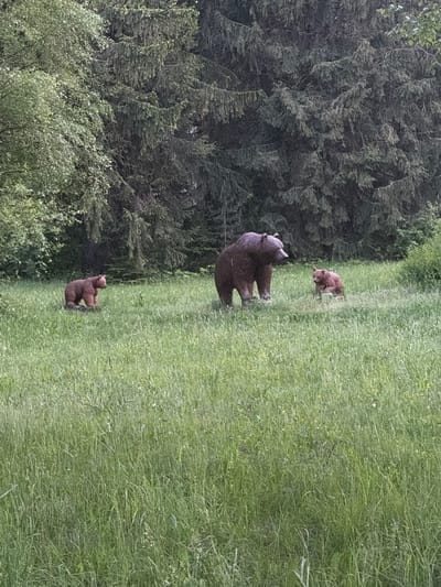 The image depicts a grassy clearing bordered by a forest. Three bears are visible within the clearing: a larger bear standing upright and two smaller bears, one positioned further in the clearing, and the other close to the edge of the forest on the left. The location is presumed to be Panagyurski kolonii, Bulgaria.