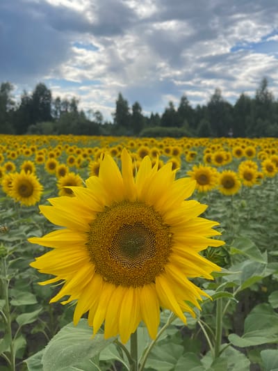 The image depicts a field of sunflowers under a cloudy sky. The foreground features a large, bright yellow sunflower in sharp focus, its petals unfurling. Behind it, a vast expanse of sunflowers stretches to the horizon, forming a sea of yellow. In the background, a dark line of trees suggests a forest or wooded area. The sky is filled with dramatic clouds, some appearing dark and heavy, others lighter with hints of blue sky peeking through. The overall impression is one of natural beauty and a vast, open landscape, possibly in a rural setting outside of a populated area like Maklaivka, Ukraine. There are no people visible in the image.