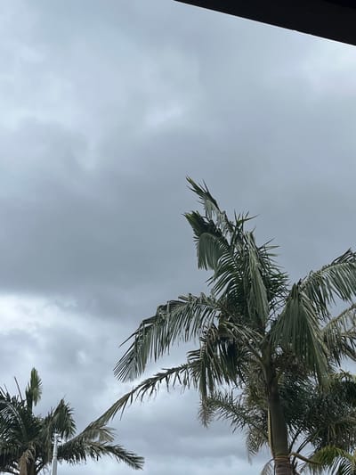 Palm trees frame a gray, overcast sky. One large palm tree is in the upper right corner, with another smaller one in the lower right. The sky is filled with heavy, dark clouds, suggesting an approaching storm. A small portion of a dark structure or building is visible in the upper left corner. The scene is viewed from a low angle, looking upwards into the trees and sky.