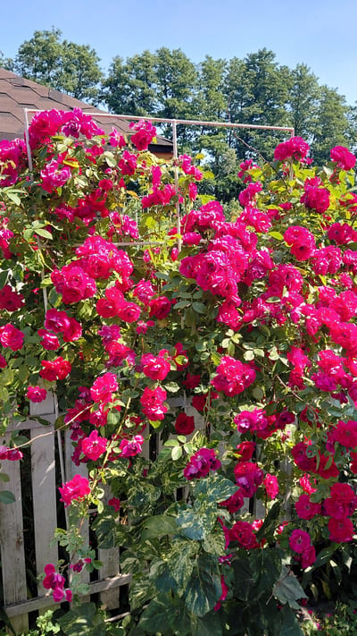 A vertical, medium shot shows a dense bush of bright pink roses climbing over a weathered white wooden fence on a sunny day in Chervone, Ukraine. The roses are the dominant feature, with hundreds of blooms in various stages of opening, some fully open and others still budding. Their petals are a vibrant magenta, and they are clustered together on thorny branches with dark green leaves. Some of the roses are supported by a white metal trellis structure. In the background, a brown-shingled roof of a building is visible, along with a line of mature green trees against a clear blue sky. To the left of the frame, a portion of a white wooden fence is visible, with its planks spaced apart, allowing glimpses of the greenery behind. The lighting suggests it is midday, with harsh shadows cast by the sunlight. There are no people or animals present in the image.