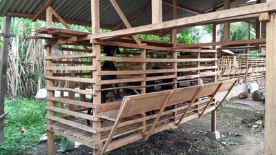 The image depicts a wooden goat enclosure in an outdoor rural setting, likely in Kebonbaru, Indonesia. The enclosure, constructed from rough-hewn wooden planks, houses at least three black goats. The goats are standing and appear to be contained within the structure. The enclosure has a slanted roof made of corrugated metal. To the left of the enclosure, tall, dry grass or reeds are visible, suggesting a natural or agricultural environment. In the foreground and to the right, the ground is covered with dirt, leaves, and some debris. Further in the background, more wooden structures, possibly additional enclosures or sheds, can be seen, along with some palm-like vegetation and what appear to be stacks of palm fruit. A green bucket is present on the ground near the left side of the enclosure. The overall scene conveys a sense of rural animal husbandry.
