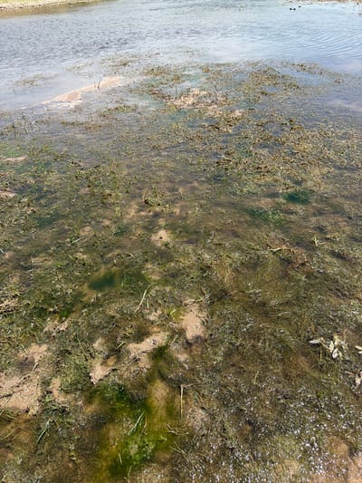 The image depicts a shallow body of water, likely a pond or slow-moving river, with a sandy bottom partially visible. The water is murky and filled with aquatic vegetation, including submerged plants and floating organic matter, giving it a greenish-brown hue. Several patches of sand are exposed along the edge of the water, with some sparse vegetation growing on them. In the distance, the water appears clearer and deeper. The overall scene suggests a natural wetland environment within the vicinity of Boraldai, Kazakhstan. There are no visible people or specific actions taking place.