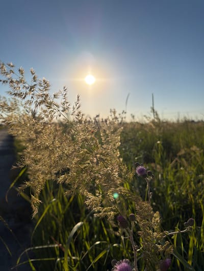 The image depicts a close-up view of tall, dried grass with feathery seed heads in the foreground, bathed in the warm, golden light of the setting sun. The sun is positioned in the upper left quadrant of the frame, casting a bright glow and creating lens flare. In the mid-ground and background, lush green grass and other vegetation stretch out, forming a field under a clear blue sky. A single purple thistle flower is visible on the right side of the frame, near the foreground. A narrow, unpaved path or road is faintly visible on the far left, running parallel to the grass. The scene appears to be an outdoor, natural environment, possibly a meadow or open field on the outskirts of a city. The location is described as being in Yuzhny, Russia. There are no people or discernable actions taking place.