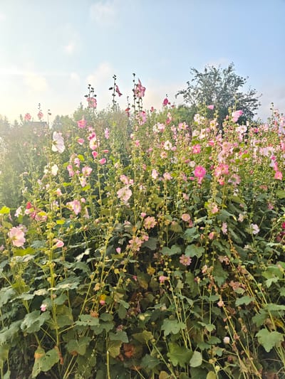 In Kolyvan, Russia, a field of light pink and white hollyhocks bloom tall against a pale blue sky. The flowers, some with darker pink centers, rise on thick green stalks covered in large, textured leaves. The plants are densely packed, creating a lush, vibrant tapestry of color. Sunlight casts a soft glow on the scene, illuminating the delicate petals and highlighting the natural beauty of the flora. The background is a soft blur of green foliage and trees, suggesting a rural or garden setting. No people or animals are visible in the frame.