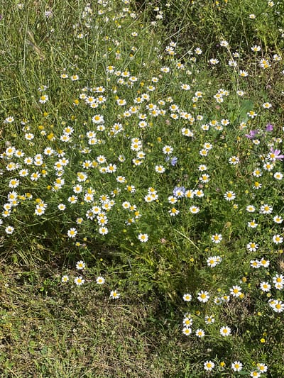 This media file is a top-down, full shot of a dense field of small, white wildflowers with yellow centers, resembling daisies. The flowers are scattered amongst lush green stems and leaves, creating a natural, wild meadow setting. Some of the flowers are in full bloom, while others are in bud or past their prime. Interspersed among the white flowers are a few small purple and blue wildflowers, adding touches of color to the scene. The ground below is a mix of dry grass and darker soil, suggesting an outdoor location during a sunny period. The lighting indicates it is likely daytime, possibly late morning or afternoon, with the sun casting subtle shadows. There are no people, objects, or visible text in the image. The overall impression is one of natural beauty and abundance, characteristic of a summer meadow in Zelenikovo, Bulgaria. The image captures a vibrant, yet serene, natural landscape.