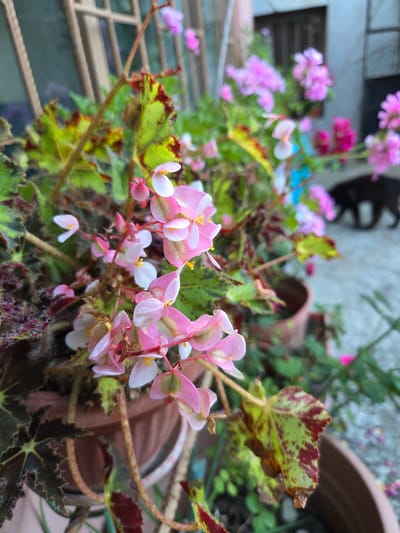 In Marinka, Bulgaria, this close-up image captures a planter of begonias. The focal point is a cluster of delicate pink and white flowers with yellow centers, along with their variegated green and maroon leaves. The background is blurred, showing more pink flowers, terracotta pots, and a glimpse of a building's exterior wall. To the right, a black cat walks away from the camera on a grey, textured surface. A muted, barred window structure is visible in the upper left corner.