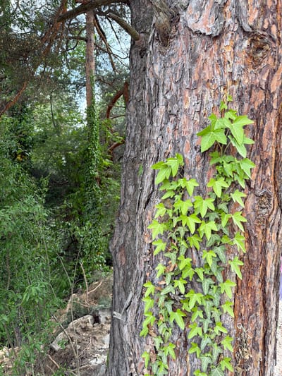 This image captures a vertical perspective of a dense wooded area located in Цигов чарк, Bulgaria. The right foreground is dominated by a large pine tree trunk, characterized by its rough, textured bark in shades of reddish-brown and grey, exhibiting deep furrows and cracks. A thick growth of bright green English Ivy (Hedera helix) ascends vertically along the right side of this trunk, featuring numerous three-to-five-lobed leaves with prominent lighter green venation. In the midground, to the left of the foreground tree, another tree trunk is almost entirely enveloped by a dense layer of similar green ivy, appearing as a solid green column. The left foreground and midground feature various smaller green shrubs and dense foliage. The background consists of a blurred canopy of numerous trees and shrubs, predominantly green, with patches of pale blue sky visible through the branches in the upper left. Towards the lower background, scattered rocks, disturbed earth, and fragmented tree debris are discernible amidst the vegetation. The scene is illuminated by natural, diffused daylight, and no human figures are present.