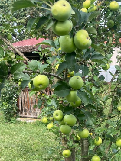 A close-up, eye-level shot focuses on a branch of an apple tree laden with green apples. The apples are varied in size and ripeness, some appearing plump and ready for harvest, while others are smaller and less developed. Lush green leaves surround the fruit, creating a vibrant canopy against a slightly blurred background. Hints of a wooden fence and greenery are visible, suggesting an outdoor, possibly rural or garden setting. The lighting appears natural, indicating daytime with possibly overcast skies, as there are no harsh shadows. The scene is serene and peaceful, evoking a sense of abundance and the bounty of nature. No people are visible in the image. The location is identified as Ohrid, Bulgaria.