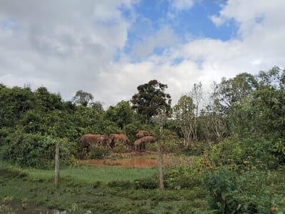A group of elephants are standing in a muddy patch surrounded by lush green vegetation. The elephants are a brownish-grey color, blending in with the mud. The background consists of a dense forest with various shades of green trees and shrubs. The sky above is partly cloudy with patches of blue peeking through. A partially visible wooden fence runs across the foreground.