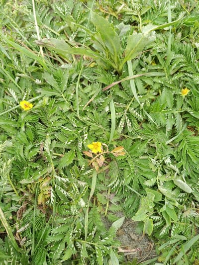 A close-up, overhead shot shows a patch of ground covered in dense green vegetation, with several small yellow flowers interspersed. The leaves are finely serrated and appear somewhat fuzzy in places. Sandy soil is visible in patches between the plants. The scene is outdoors, and the lighting suggests it is daytime. The location is Pankrushikha, Russia.