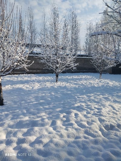 A winter scene shows a snow-covered yard dotted with bare trees, their branches adorned with fresh snow. A low stone wall forms a backdrop to the trees. The snow-covered ground displays varying depths and textures, sculpted by wind and footprints. A bright sky with scattered clouds illuminates the landscape, casting shadows on the snow. A 'REDMI NOTE 12' watermark is visible in the lower left corner.