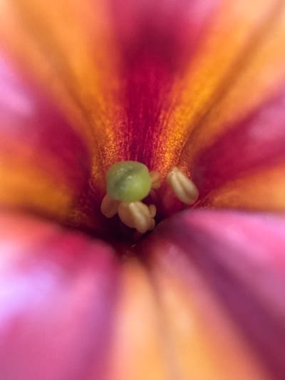 This is a close-up macro photograph of the center of a flower. The flower exhibits vibrant, gradient hues, transitioning from deep fuchsia and red at the center to bright orange and soft pink at the edges of the petals. Within the central depth of the flower, a small, pale green stigma is visible. Surrounding the stigma are several pale, stamen-like structures, likely anthers, some of which appear to be tipped with pollen. The lighting creates a soft, diffused glow, highlighting the delicate textures and contours of the flower's reproductive parts. The background is a blur of warm colors, emphasizing the focal point. The image does not contain any elements related to the city of Baryshevo, Russia, nor any people, objects, actions, or interactions typically found in a city environment.