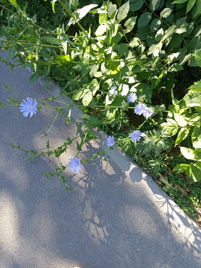 The image shows a close-up of a roadside with green foliage and several blue chicory flowers. The flowers are delicate with thin petals and are growing along a grey asphalt path, bordered by a concrete curb. The foliage is lush and green, with some areas shaded by sunlight filtering through the leaves. Shadows of the plants are cast on the asphalt, creating a dappled effect. The scene appears to be outdoors in a natural setting, likely a park or a green space within a city. There is no information in the image to suggest the specific location within Novotroitsk, Russia.