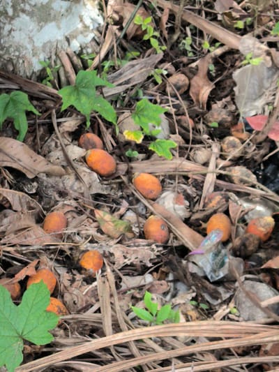 The image depicts a ground-level view of fallen palm fronds, dried leaves, and a scattering of small, orange, oval-shaped fruits. These fruits appear to be pitay (a type of palm fruit) common in Indonesia. The scene is littered with natural debris, suggesting a forest floor or an area where palm trees are abundant. Among the organic material, there are a few pieces of modern detritus, including a crumpled plastic wrapper with some visible blue and purple coloration. There are also a few small, vibrant green leaves emerging from the ground, indicating recent growth or a patch of undergrowth. The lighting suggests it is daytime, with natural light illuminating the scene. The overall impression is one of a natural environment impacted by human litter. There is no visible text in the image. The location context is Cotmerbo, Indonesia.
