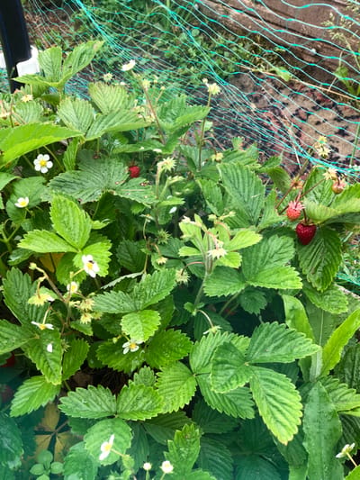 The image depicts a close-up view of a strawberry patch, likely located in Izdeshkovo, Russia. The plants are lush and green, with prominent serrated leaves. Several white strawberry blossoms are visible, some with yellow centers. A few small, unripe strawberries, pale pink in color, are also present, alongside a fully ripe, bright red strawberry hanging amongst the foliage. In the background, a section of green netting is visible, stretched taut, suggesting it is being used to protect the plants. The ground beneath the plants is dark and appears to be soil or mulch. The overall scene is one of a thriving garden, indicative of a domestic or agricultural setting within Izdeshkovo.
