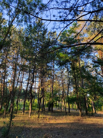 The image depicts a forest scene in Shyroke, Ukraine, under a clear blue sky, suggesting daytime with pleasant weather. The foreground is covered with dry grass, fallen leaves, and sparse vegetation, indicating a natural, uncultivated setting. Tall, slender trees, predominantly pines with their characteristic needle-like leaves, dominate the midground and background. Sunlight filters through the dense canopy, casting long shadows and illuminating patches of the forest floor with a warm, golden hue, hinting at either early morning or late afternoon. The overall impression is one of serene natural beauty, with the tall trees reaching towards the sky and the dappled sunlight creating a tranquil atmosphere. There is no visible text or any indication of human activity or specific events. The scene evokes a sense of peace and solitude within the forest.