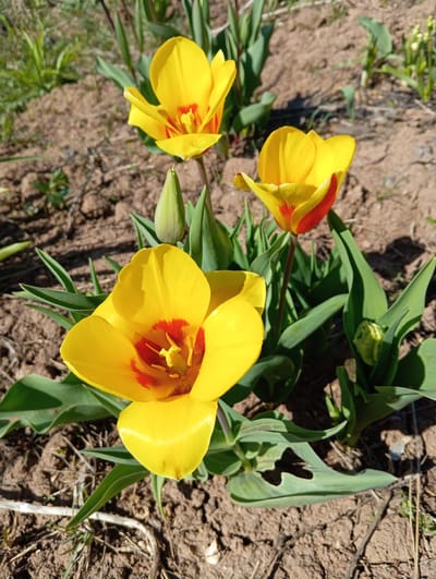 The image shows three yellow tulips with red markings on their petals, growing outdoors in what appears to be soil. The leaves are green, and there is an unopened bud visible. The background consists of dry soil and some sparse vegetation. The location, Kstovo, Russia, cannot be independently verified from the image.