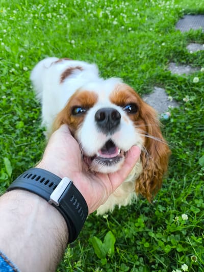 A person's hand, wearing a black smartwatch with a silver clasp that reads "HUAWEI", is holding a Cavalier King Charles Spaniel dog's face. The dog has white and brown fur, with prominent brown markings over its eyes. Its mouth is open, revealing its tongue and teeth, and it appears to be panting or smiling. The dog's eyes are wide and dark. The scene is outdoors, with lush green grass and small white clover flowers visible. In the background, a gray stone pathway can be seen. The image is taken from a low angle, looking up at the dog. The overall impression is one of affection and playfulness. The location is specified as Rodina, Russia.