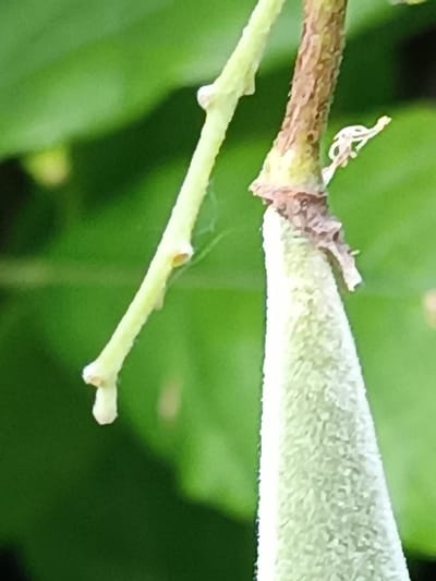 This image captures a macro view of intertwined plant stems against a blurred, vibrant green background. In the lower right, a thick, light-green, conical or elongated plant structure, densely covered in fine white fuzz, extends upward. This fuzzy structure connects to a sturdier, mottled brown and green stem, which appears woody and somewhat textured with small indentations. A delicate, wispy, light-colored fibrous element, possibly a dried plant part or spider silk, protrudes from the right side of this brownish stem. To the left, a thinner, smoother, light green stem with small nodes or budding points runs diagonally upwards. A faint, translucent spiderweb is visible stretched between the two main stems. The overall scene suggests an outdoor natural environment, likely within a garden or vegetative area in Pieve Saliceto, Italy. No people, animals, or artificial objects are visible.
