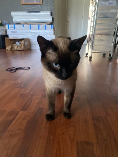 The image depicts a domestic cat, likely a Siamese breed due to its distinctive point coloration and blue eyes, standing on a polished wooden floor. The cat is positioned in the foreground, facing the camera with a slightly downward gaze. Behind the cat, stacked on the floor, are several boxes and rolls of material, possibly home improvement supplies. To the left, a pair of black scissors rests on the floor. In the background, a tall, multi-tiered storage unit on wheels is visible, and a doorway leading to another room. The overall environment suggests a home interior. The image is not specific enough to determine its location within Elizabeth City, United States.