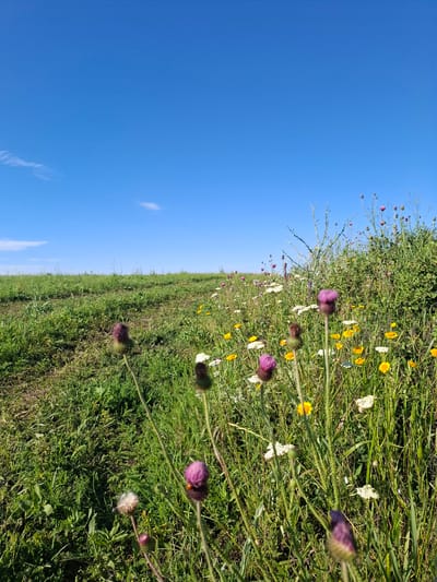 The image shows a grassy hill under a clear blue sky with a few wispy clouds. In the foreground, there is a dense field of wildflowers, primarily purple thistles and yellow and white daisies, growing amongst green grass and other vegetation. The hill slopes upwards from right to left, with the top of the hill meeting the sky in the background. The overall scene suggests a natural, uncultivated landscape. The location is identified as being in the city of Krasnaya Skala, Russia.