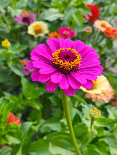 This is a close-up, vertical shot of a vibrant pink zinnia flower in full bloom. The zinnia is the primary subject, its large, multi-layered petals a rich magenta, radiating outwards from a central disk. The center of the flower is a deep burgundy, dotted with bright yellow stamens. The flower is captured in sharp focus, while the background is softly blurred, creating a bokeh effect.
Behind the main zinnia, several other zinnias in various colors – including yellow, orange, and darker pink – are visible, adding depth and texture to the scene. Lush green foliage surrounds the flowers, with some leaves appearing slightly out of focus. The lighting suggests it's daytime, likely sunny, as the colors are bright and there are no harsh shadows. The scene is outdoors, appearing to be a garden or a flower bed, possibly in Slobozia-Chișcăreni, Moldova, given the location context. There are no people or text visible in the image. The overall mood is one of natural beauty and summer vibrancy. A small, green flower bud is also visible in the lower right corner, suggesting ongoing growth and bloom.