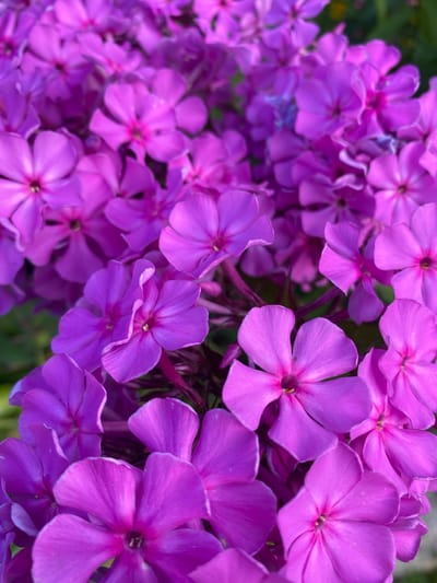 A close-up, high-angle shot captures a dense cluster of vibrant purple phlox flowers. The flowers are in various stages of bloom, with some fully open and others still unfurling. The petals are soft and velvety, with a slightly darker pink hue towards the center. The stems are thin and a deep magenta color. The background is blurred, suggesting an outdoor setting with greenery. The lighting is bright, highlighting the rich color of the flowers. The scene is located in Leipyasuo, Russia.