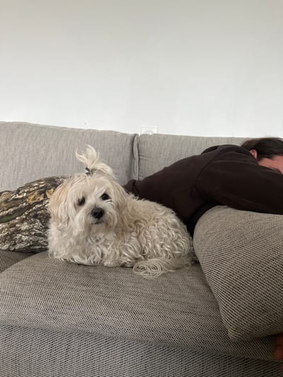The image depicts an indoor scene with a small dog and a partially visible individual on a sofa. The precise location within Épinay-sur-Seine, France, cannot be determined from the visual information provided.
A small, light-colored dog, appearing to be a Maltese or similar breed with off-white, curly fur, is positioned on a light gray fabric sofa. The dog's fur is styled with a topknot secured by a black hair tie. It is lying down with its body curled, facing directly towards the camera, with dark eyes visible. To the left of the dog, on the sofa, a camouflage-patterned throw pillow in shades of green and brown is present.
To the right of the dog, an individual is lying prone on the same sofa, resting with their face obscured by the sofa's armrest or cushions. They are wearing a dark brown hooded sweatshirt, and long dark hair is visible on their head. Their posture suggests they are sleeping or deeply resting.
The sofa is upholstered in a textured light gray fabric and occupies the lower portion of the frame. The background consists of a plain white wall, upon which a white electrical outlet with two circular sockets is visible above the right side of the sofa. The scene is illuminated by ambient light.