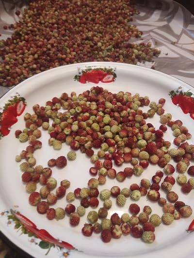 A top-down, medium shot captures a white, circular enamel tray filled with wild strawberries. The tray is decorated with images of strawberries and small white flowers. To the left of the tray, a pile of wild strawberries spills from a dark, textured surface, possibly a bowl or basket, onto a light-colored, patterned surface. The strawberries vary in color from light green to deep red, with many showing a mix of both. The lighting appears natural and diffused, suggesting an indoor setting during daylight hours. The scene is static, with no people visible, and the focus is entirely on the harvested wild strawberries. No visible text is present in the image.